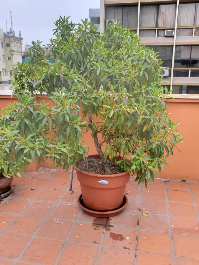 Bed and Breakfast Residencial Waldorf Distretto di Distretto di Lima Esterno foto